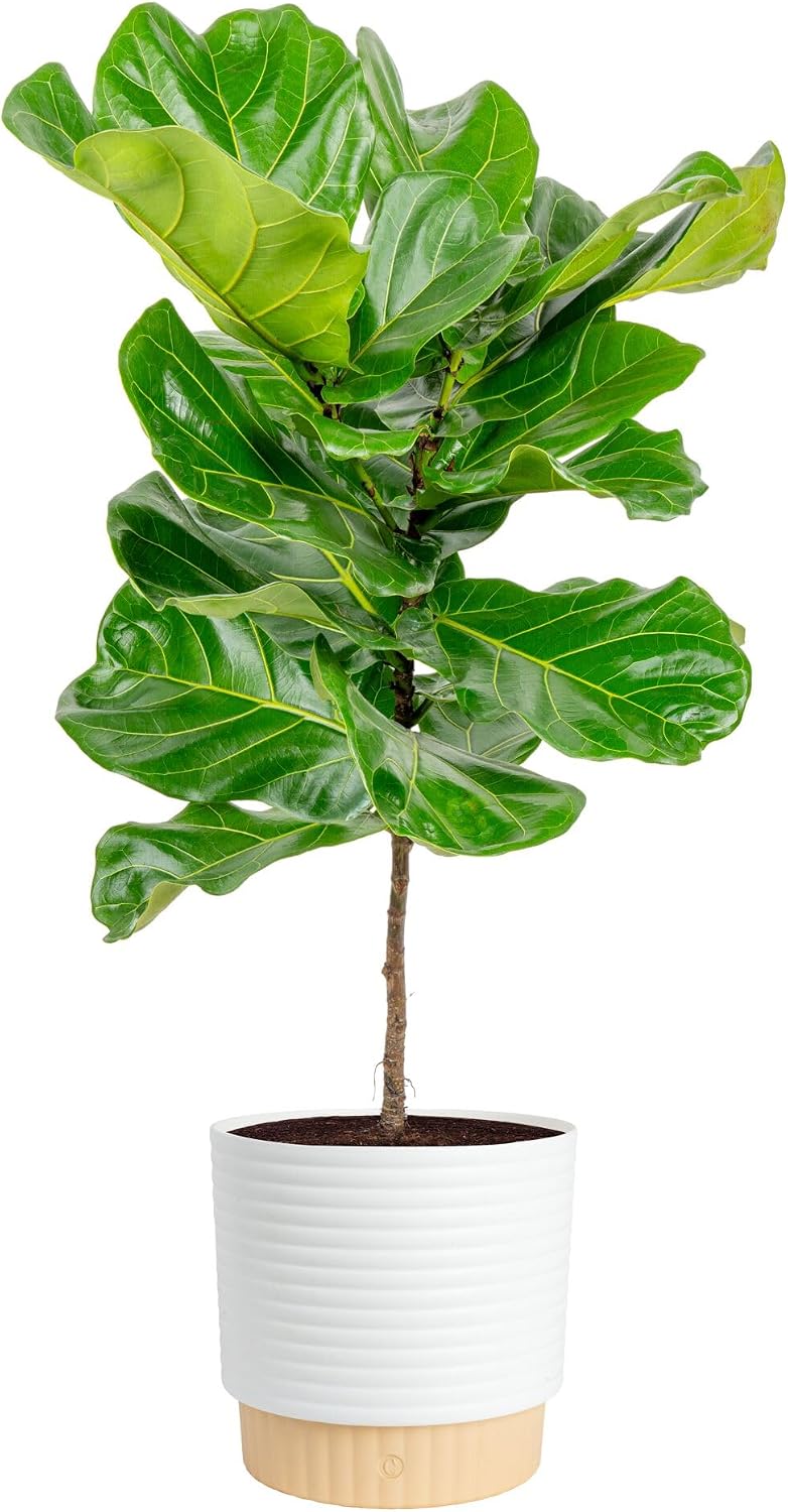 Fiddle Leaf Fig - フィドルリーフフィグ、室内用観葉植物、大型、高さ約90～120cm。 背が高い