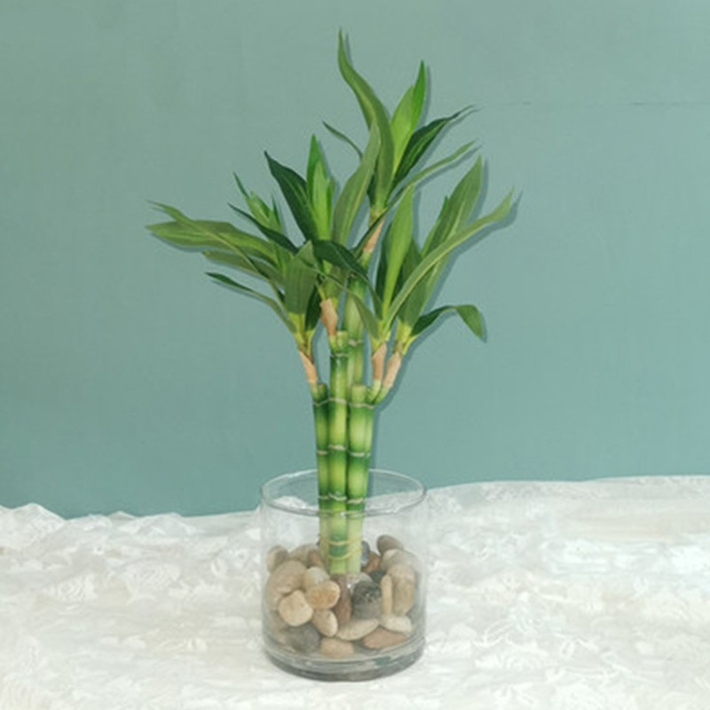 新しい40cm人工ラッキーバンブー多肉植物フェイクプラントフ - Snake Plant のレビューと価格