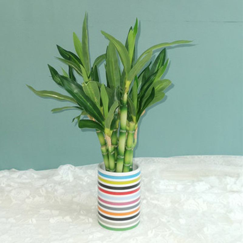 新しい40cm人工ラッキーバンブー多肉植物フェイクプラントフ - Snake Plant のレビューと価格