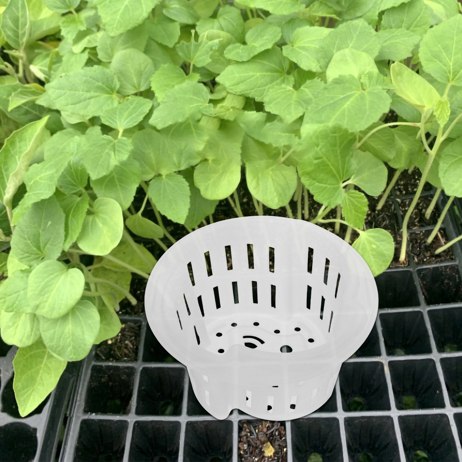 水耕栽培用野菜栽培、厚手で通気性の良いプラスチック製根管理ネ - Plant Pot のレビューと価格