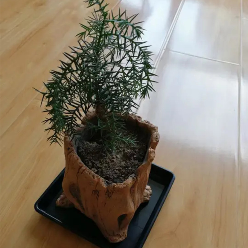 模造木製ステークス木の根植物植栽鉢植えレトロセメント木材植栽 - Succulent Set のレビューと価格